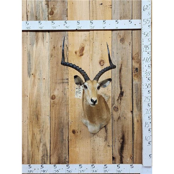 Record Book African Impala Shoulder Mount Taxidermy
