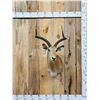 Image 1 : Record Book African Impala Shoulder Mount Taxidermy