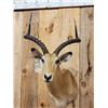 Image 2 : Record Book African Impala Shoulder Mount Taxidermy
