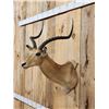 Image 3 : Record Book African Impala Shoulder Mount Taxidermy
