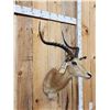 Image 4 : Record Book African Impala Shoulder Mount Taxidermy