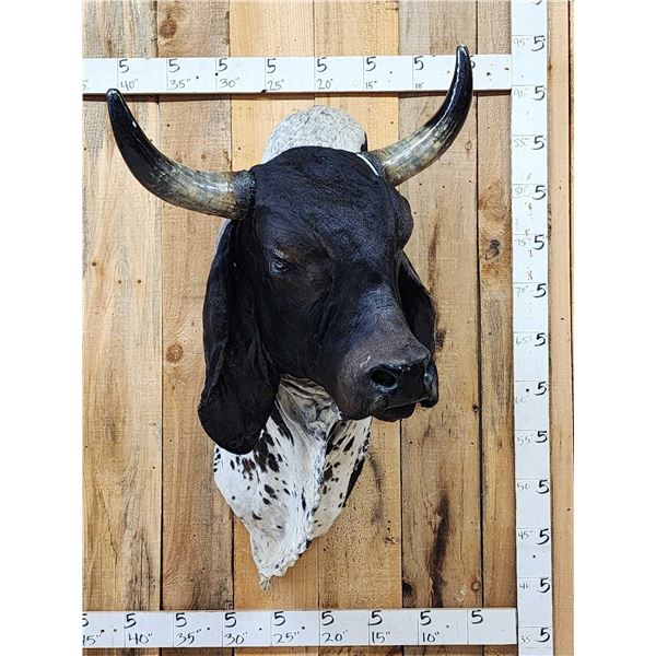Brahma Bull Shoulder Mount Taxidermy
