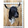 Image 1 : Brahma Bull Shoulder Mount Taxidermy