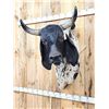 Image 2 : Brahma Bull Shoulder Mount Taxidermy