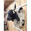 Image 3 : Brahma Bull Shoulder Mount Taxidermy