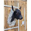 Image 5 : Brahma Bull Shoulder Mount Taxidermy