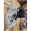 Image 6 : Brahma Bull Shoulder Mount Taxidermy