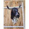 Image 7 : Brahma Bull Shoulder Mount Taxidermy
