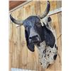 Image 8 : Brahma Bull Shoulder Mount Taxidermy