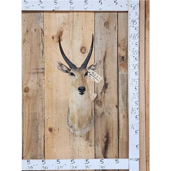 African Reedbuck Shoulder Mount Taxidermy