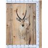 Image 1 : African Reedbuck Shoulder Mount Taxidermy
