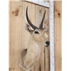 Image 2 : African Reedbuck Shoulder Mount Taxidermy