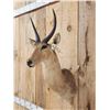 Image 3 : African Reedbuck Shoulder Mount Taxidermy
