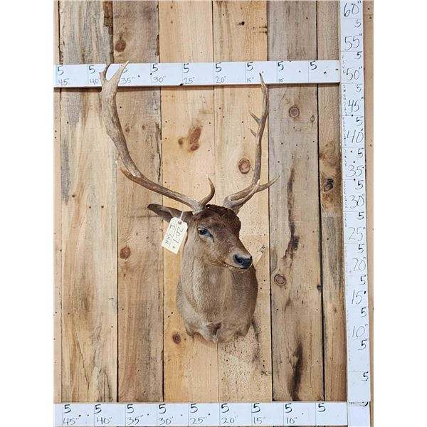 Chocolate Phase Fallow Deer Shoulder Mount Taxidermy