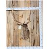 Image 1 : Chocolate Phase Fallow Deer Shoulder Mount Taxidermy