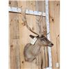 Image 2 : Chocolate Phase Fallow Deer Shoulder Mount Taxidermy