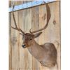 Image 3 : Chocolate Phase Fallow Deer Shoulder Mount Taxidermy