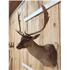 Image 4 : Chocolate Phase Fallow Deer Shoulder Mount Taxidermy