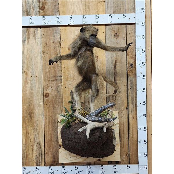 Juvenile Baboon VS Viper Snake Full Body Taxidermy Mount