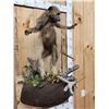 Image 2 : Juvenile Baboon VS Viper Snake Full Body Taxidermy Mount