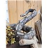 Image 3 : Juvenile Baboon VS Viper Snake Full Body Taxidermy Mount