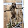 Image 4 : Juvenile Baboon VS Viper Snake Full Body Taxidermy Mount