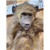Image 6 : Juvenile Baboon VS Viper Snake Full Body Taxidermy Mount
