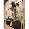 Image 7 : Juvenile Baboon VS Viper Snake Full Body Taxidermy Mount