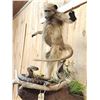 Image 8 : Juvenile Baboon VS Viper Snake Full Body Taxidermy Mount