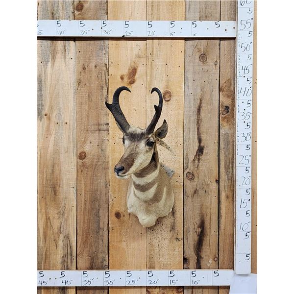 Pronghorn Antelope Shoulder Mount Taxidermy