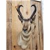 Image 2 : Pronghorn Antelope Shoulder Mount Taxidermy