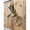 Image 3 : Pronghorn Antelope Shoulder Mount Taxidermy