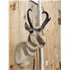 Image 4 : Pronghorn Antelope Shoulder Mount Taxidermy