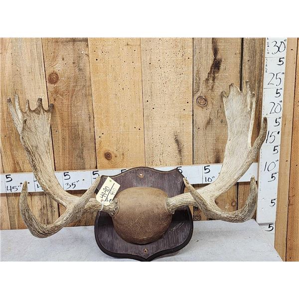 34" Wide Moose Antlers On Plaque