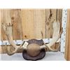 Image 1 : 34" Wide Moose Antlers On Plaque