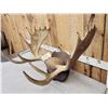 Image 2 : 34" Wide Moose Antlers On Plaque