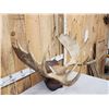Image 3 : 34" Wide Moose Antlers On Plaque