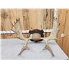 Image 4 : 34" Wide Moose Antlers On Plaque