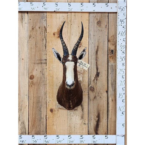 African Blesbok Shoulder Mount Taxidermy