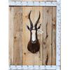 Image 1 : African Blesbok Shoulder Mount Taxidermy