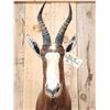Image 2 : African Blesbok Shoulder Mount Taxidermy