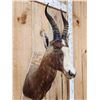 Image 3 : African Blesbok Shoulder Mount Taxidermy