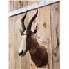 Image 4 : African Blesbok Shoulder Mount Taxidermy