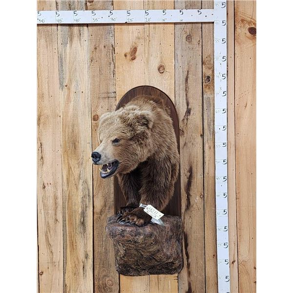 Alaskan Grizzly Bear Half Body Taxidermy Mount