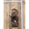 Image 1 : Alaskan Grizzly Bear Half Body Taxidermy Mount