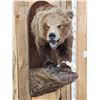 Image 2 : Alaskan Grizzly Bear Half Body Taxidermy Mount