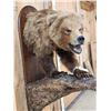 Image 3 : Alaskan Grizzly Bear Half Body Taxidermy Mount