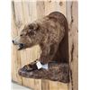 Image 4 : Alaskan Grizzly Bear Half Body Taxidermy Mount