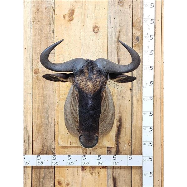 African Blue Wildebeest Shoulder Mount Taxidermy