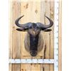 Image 1 : African Blue Wildebeest Shoulder Mount Taxidermy